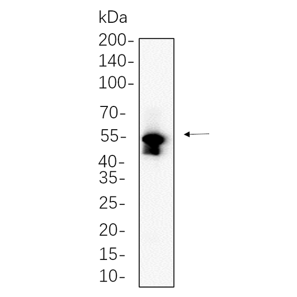 U-Blot® MLKL Rabbit Monoclonal Antibody – Figure 1 of 1
