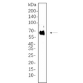 U-Blot® PDPK1 Rabbit Monoclonal Antibody – Figure 1 of 1