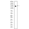 U-Blot® CTCF Rabbit Monoclonal Antibody – Figure 1 of 1