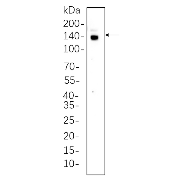 U-Blot® CTCF Rabbit Monoclonal Antibody – Figure 1 of 1