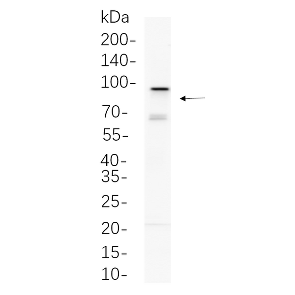 U-Blot® EZH2 Rabbit Monoclonal Antibody – Figure 1 of 1