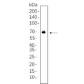 U-Blot® AIFM1 Rabbit Monoclonal Antibody – Figure 1 of 1