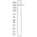 U-Blot® SPTBN1 Rabbit Monoclonal Antibody – Figure 1 of 1