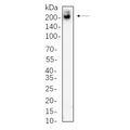 U-Blot® Clathrin Heavy Chain Rabbit Monoclonal Antibody – Figure 1 of 1