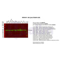 U-Blot® Akt (pan) Rabbit Monoclonal Antibody – Figure 1 of 2