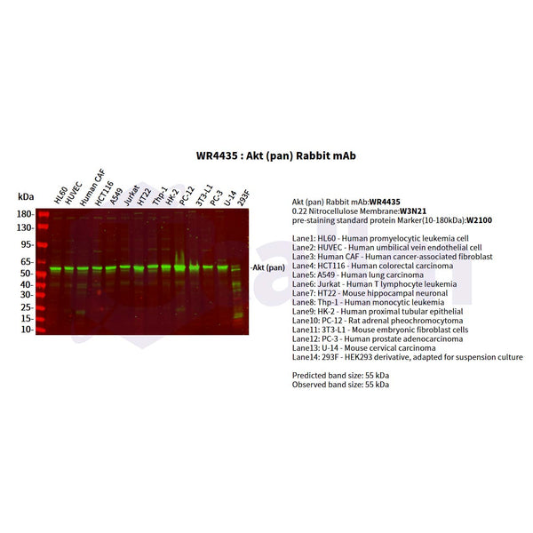 U-Blot® Akt (pan) Rabbit Monoclonal Antibody – Figure 1 of 2