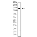 U-Blot® JAK1 Rabbit Monoclonal Antibody – Figure 1 of 1