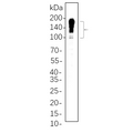 U-Blot® MUC2 Rabbit Monoclonal Antibody – Figure 1 of 1