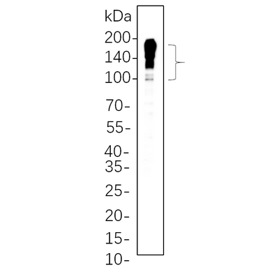 U-Blot® MUC2 Rabbit Monoclonal Antibody – Figure 1 of 1