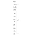 U-Blot® TTF1 Rabbit Monoclonal Antibody – Figure 1 of 1