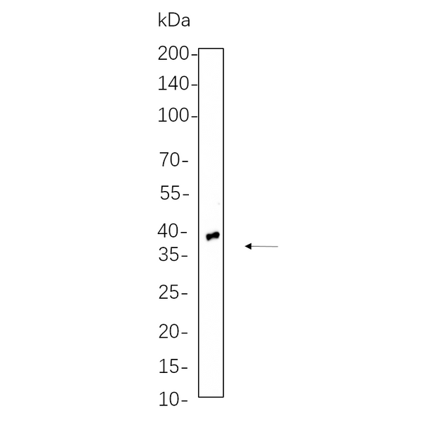 U-Blot® TTF1 Rabbit Monoclonal Antibody – Figure 1 of 1