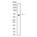 U-Blot® Src Family (Phospho Tyr416) Rabbit Monoclonal Antibody – Figure 1 of 1