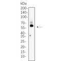 U-Blot® CDC25C Rabbit Monoclonal Antibody – Figure 1 of 1