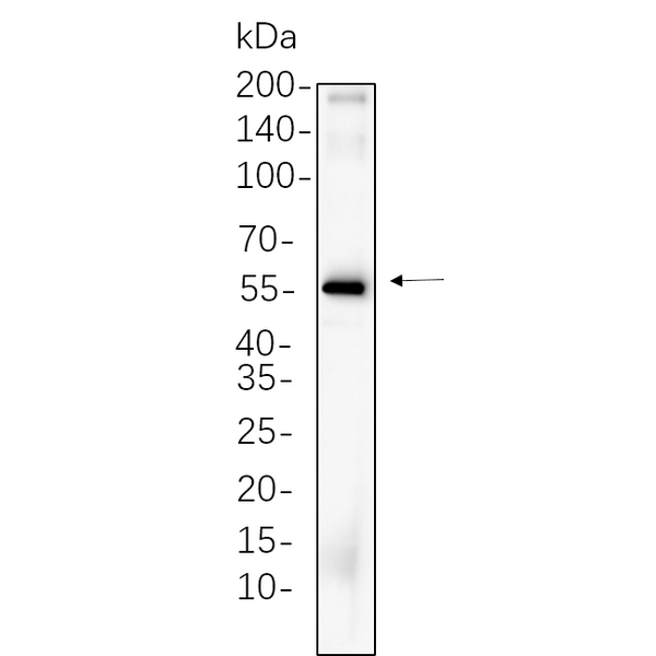 U-Blot® TCF7 Rabbit Monoclonal Antibody – Figure 1 of 1