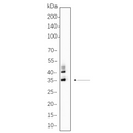 U-Blot® C/EBP α Rabbit Monoclonal Antibody – Figure 1 of 1