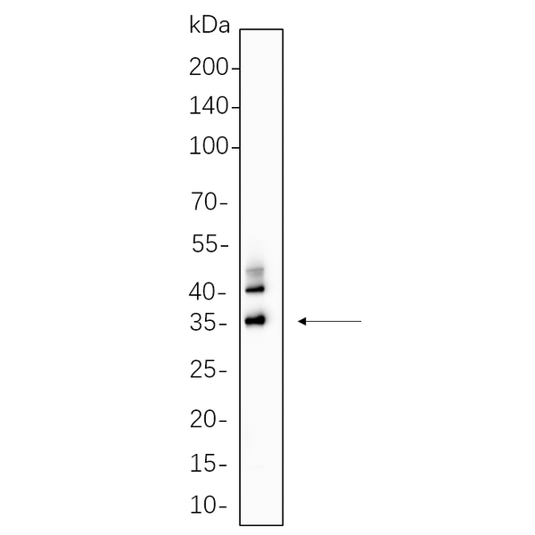 U-Blot® C/EBP α Rabbit Monoclonal Antibody – Figure 1 of 1