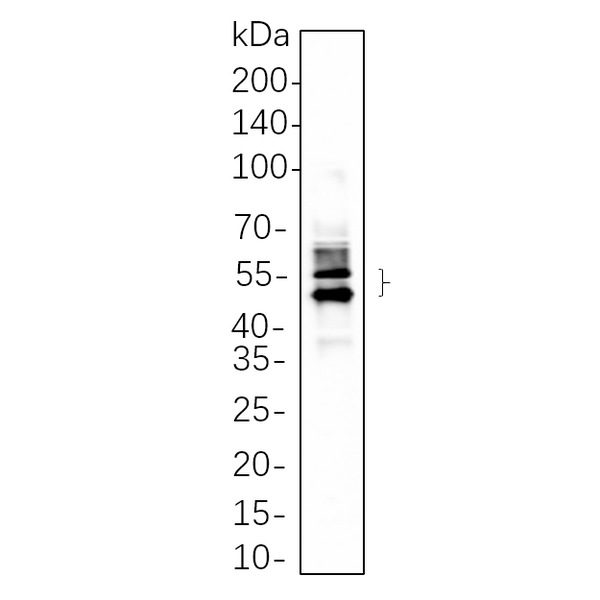 U-Blot® MAPKAPK-2 Rabbit Monoclonal Antibody – Figure 1 of 1
