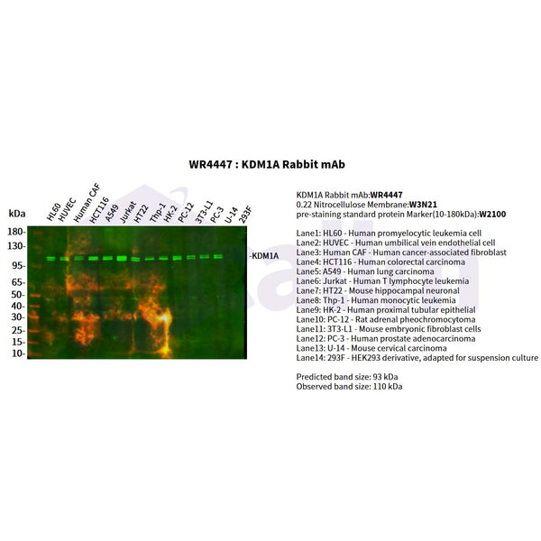 U-Blot® KDM1A Rabbit Monoclonal Antibody – Figure 1 of 2