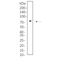 U-Blot® Raf-1 Rabbit Monoclonal Antibody – Figure 1 of 1