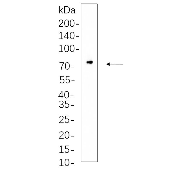 U-Blot® Raf-1 Rabbit Monoclonal Antibody – Figure 1 of 1