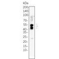 U-Blot® MEK1 Rabbit Monoclonal Antibody – Figure 1 of 1