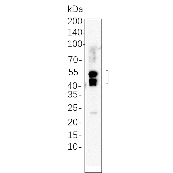 U-Blot® MEK1 Rabbit Monoclonal Antibody – Figure 1 of 1
