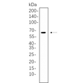 U-Blot® Chk2 Rabbit Monoclonal Antibody (PT0672R) – Figure 1 of 1