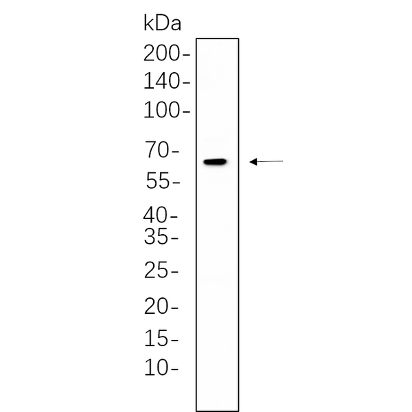 U-Blot® Chk2 Rabbit Monoclonal Antibody (PT0672R) – Figure 1 of 1