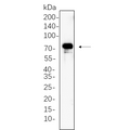 U-Blot® p90RSK (Phospho Ser380) Rabbit Monoclonal Antibody – Figure 1 of 1
