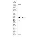 U-Blot® Chk1 (Phospho Ser345) Rabbit Monoclonal Antibody – Figure 1 of 1