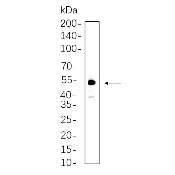U-Blot® Chk1 (Phospho Ser345) Rabbit Monoclonal Antibody – Figure 1 of 1