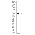 U-Blot® ATG16L1 Rabbit Monoclonal Antibody – Figure 1 of 1