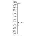 U-Blot® RPS6 Rabbit Monoclonal Antibody – Figure 1 of 1