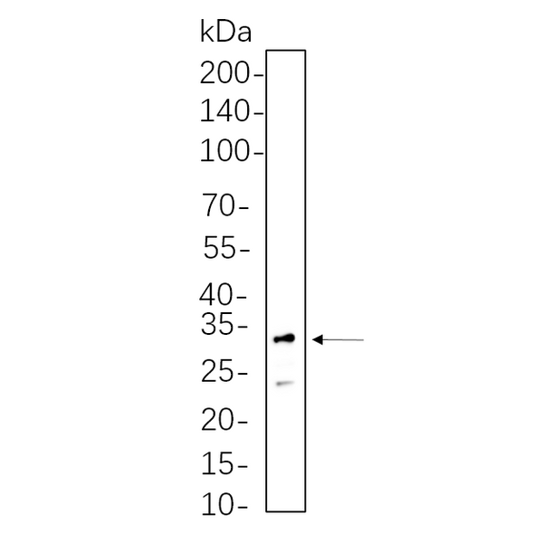 U-Blot® RPS6 Rabbit Monoclonal Antibody – Figure 1 of 1