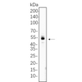 U-Blot® ERG Rabbit Monoclonal Antibody – Figure 1 of 1