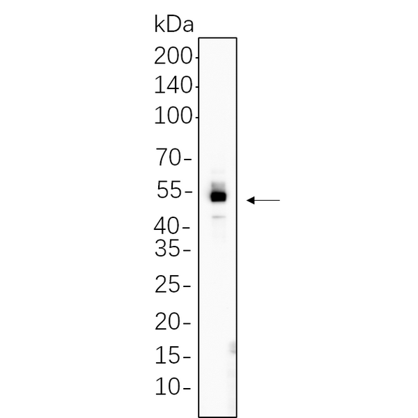 U-Blot® ERG Rabbit Monoclonal Antibody – Figure 1 of 1