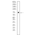 U-Blot® PLK1 Rabbit Monoclonal Antibody – Figure 1 of 1