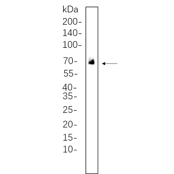 U-Blot® PLK1 Rabbit Monoclonal Antibody – Figure 1 of 1