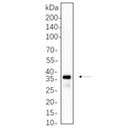 U-Blot® Cleaved N-terminal GSDMD Rabbit Monoclonal Antibody – Figure 1 of 1