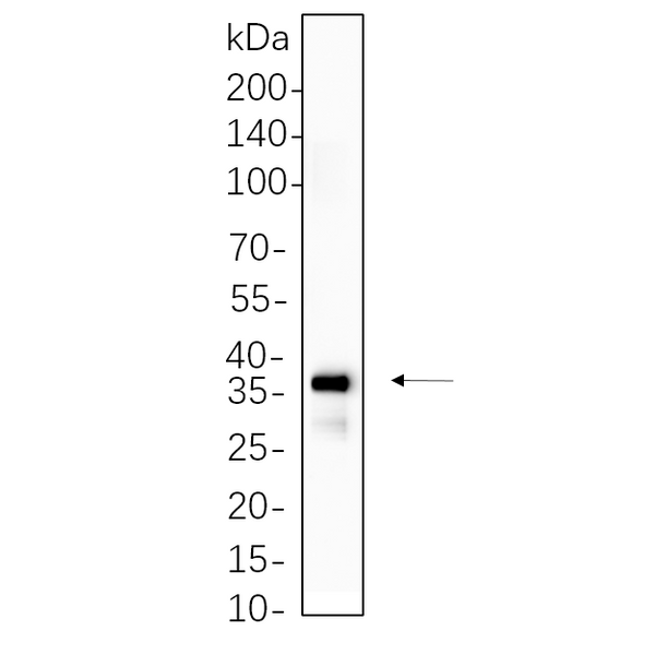 U-Blot® Cleaved N-terminal GSDMD Rabbit Monoclonal Antibody – Figure 1 of 1