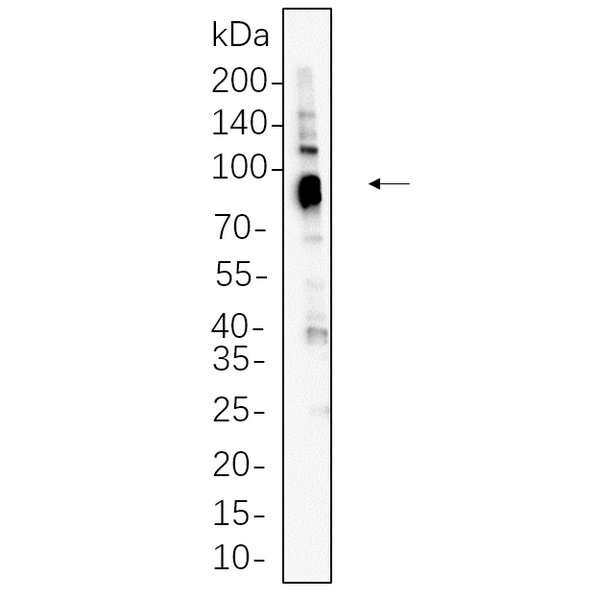 U-Blot® MDM2 Rabbit Monoclonal Antibody – Figure 1 of 1
