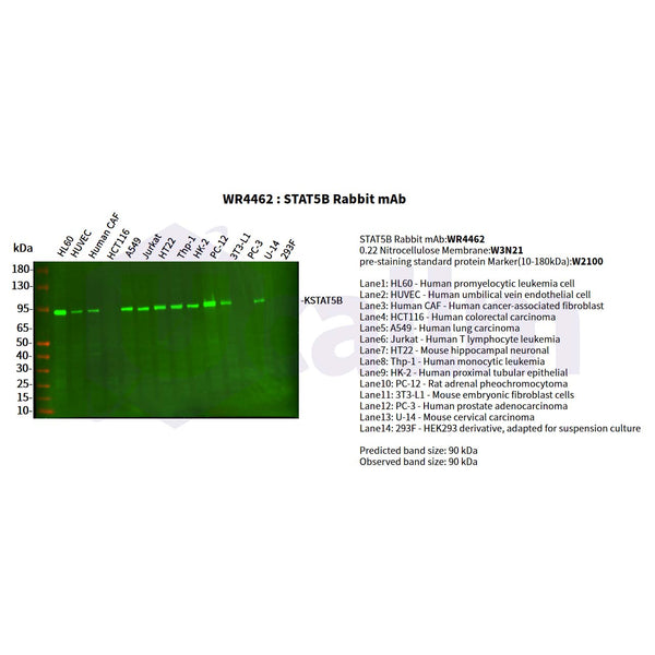 U-Blot® STAT5b Rabbit Monoclonal Antibody – Figure 1 of 2
