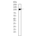 U-Blot® PI3 Kinase Class 3 Rabbit Monoclonal Antibody – Figure 1 of 1