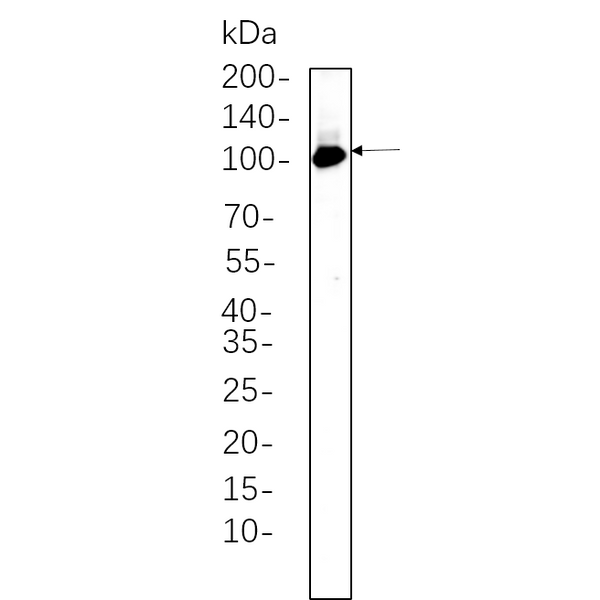 U-Blot® PI3 Kinase Class 3 Rabbit Monoclonal Antibody – Figure 1 of 1