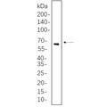 U-Blot® TFEB Rabbit Monoclonal Antibody – Figure 1 of 1