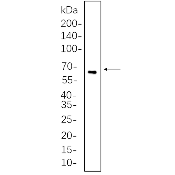 U-Blot® TFEB Rabbit Monoclonal Antibody – Figure 1 of 1