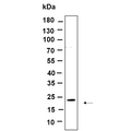 U-Blot® Cofilin Rabbit Monoclonal Antibody – Figure 1 of 1