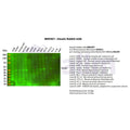U-Blot® Smad1 Rabbit Monoclonal Antibody – Figure 1 of 2
