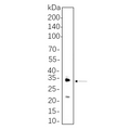 U-Blot® IL-1 β Rabbit Monoclonal Antibody – Figure 1 of 1