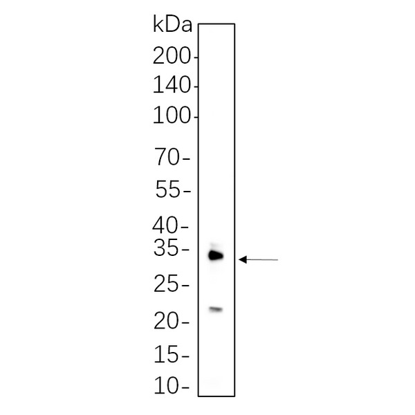 U-Blot® IL-1 β Rabbit Monoclonal Antibody – Figure 1 of 1